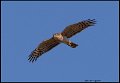 _9SB9652 euroasian sparrowhawk